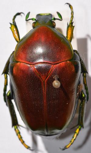 Réf. 254 014 : Celidota splendens